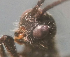 Doryctes leucogaster