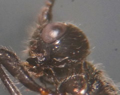 Doryctes leucogaster