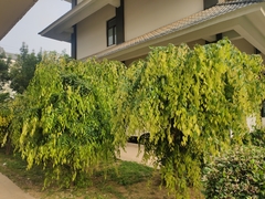 Cleistanthus sumatranus