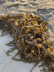 Macrocystis pyrifera