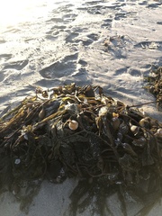 Macrocystis pyrifera