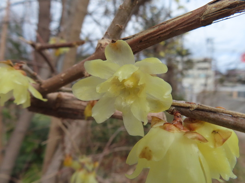 Chimonanthus praecox