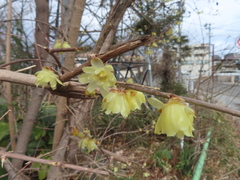 Chimonanthus praecox
