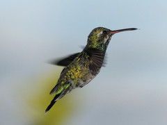 Chlorostilbon lucidus