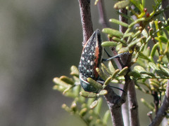 Lampetis plagiata