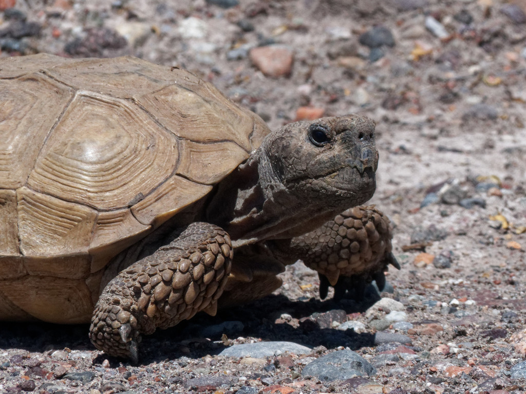 Chaco Tortoise in February 2021 by Quentin Vandemoortele · iNaturalist