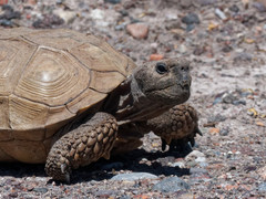 Chelonoidis chilensis