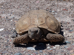 Chelonoidis chilensis