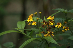 Tetrachyron manicatum