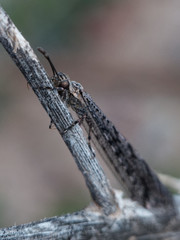 Ameromyia strigosa