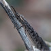 Ameromyia strigosa - Photo (c) Quentin Vandemoortele, osa oikeuksista pidätetään (CC BY-NC), lähettänyt Quentin Vandemoortele