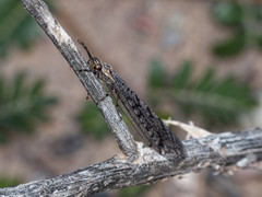 Ameromyia strigosa