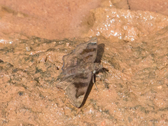 Nisoniades
