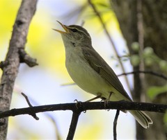 Phylloscopus examinandus