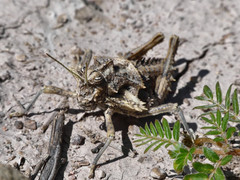 Graea horrida