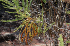 Vachellia arenaria