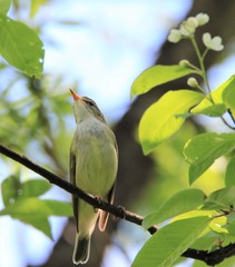 Phylloscopus examinandus