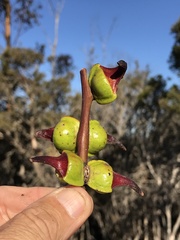 Eucalyptus creta