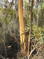 Eucalyptus creta