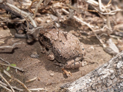 Pleurodema nebulosum