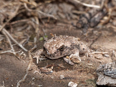 Pleurodema nebulosum