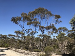 Eucalyptus tumida