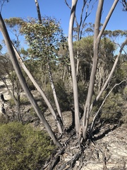 Eucalyptus tumida