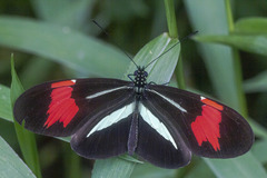 Heliconius besckei