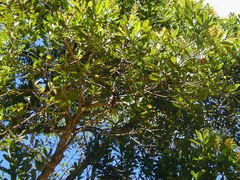 Vochysia tucanorum