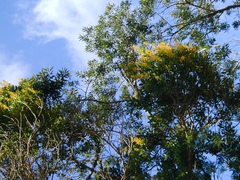 Vochysia tucanorum