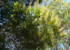 Vochysia tucanorum