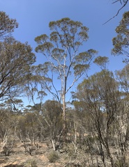 Eucalyptus histophylla