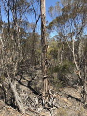 Eucalyptus histophylla