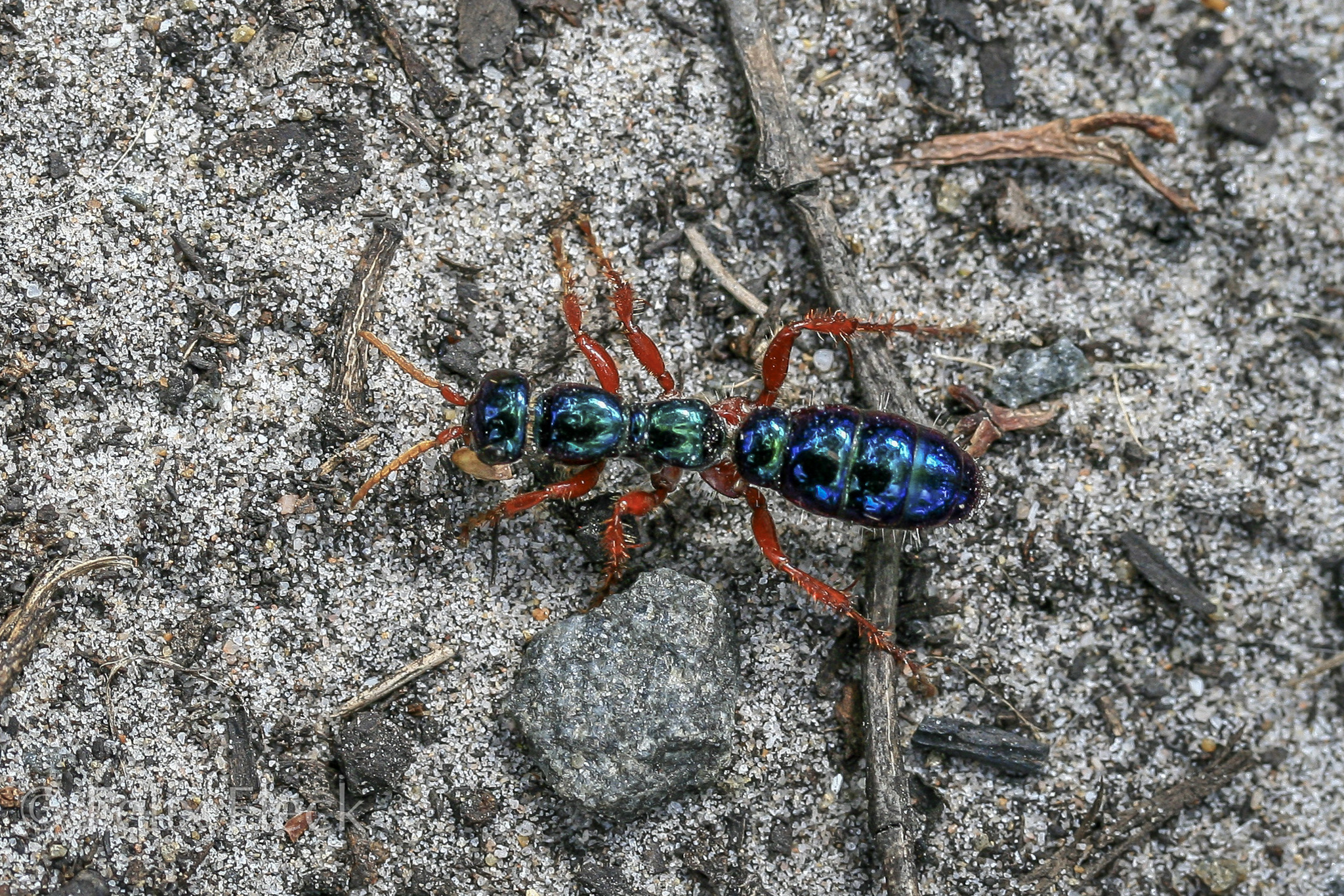 blue ants