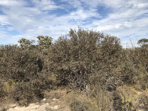 Eucalyptus misella 3