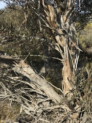 Eucalyptus misella