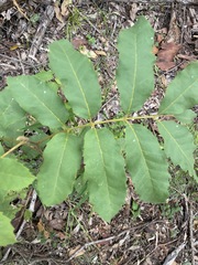 Cupaniopsis tomentella