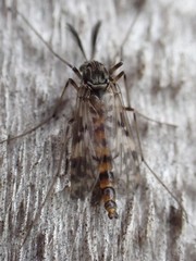 Psectrotanypus dyari