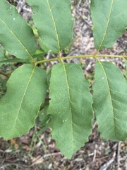 Cupaniopsis tomentella