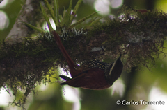 Margarornis squamiger