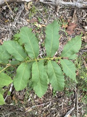 Cupaniopsis tomentella