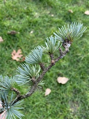 Cedrus