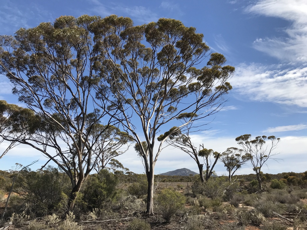 Eucalyptus kumarlensis Brooker 2