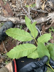 Cupaniopsis tomentella