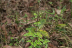 Hyptis urticoides