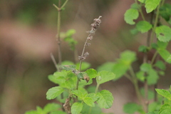 Hyptis urticoides