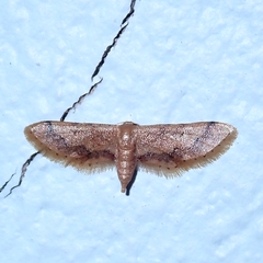 Idaea violacea