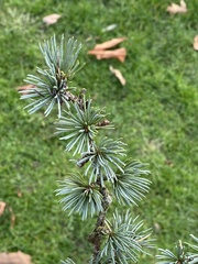 Cedrus