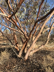 Eucalyptus carnei