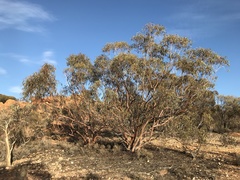 Eucalyptus carnei